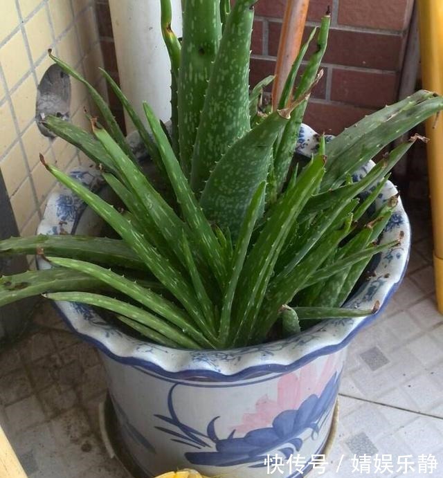 养芦荟,盆里浇一种“肥水”,侧芽不停冒,一年长满盆,又开花