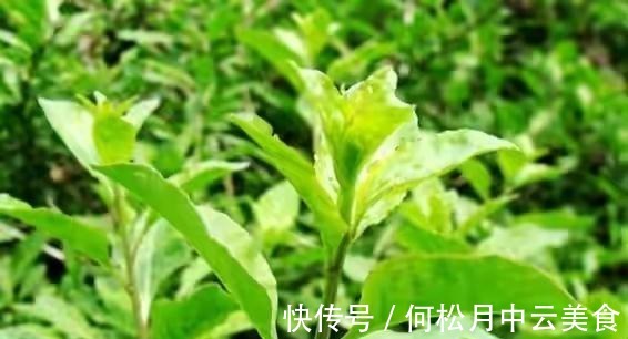江南人|60种常见野菜,高清大图,收集全了真不容易!