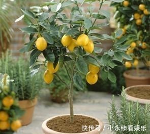 柠檬|空地别闲着了!这几种树再穷也要栽一棵,果子比蜜甜,好养活