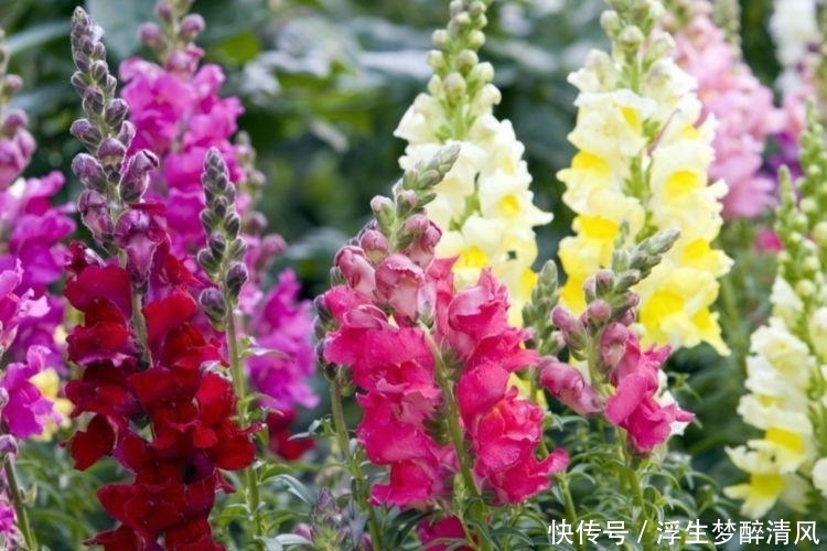 4种花好养易活,旺财又养人,比牡丹还美,年年开花美翻