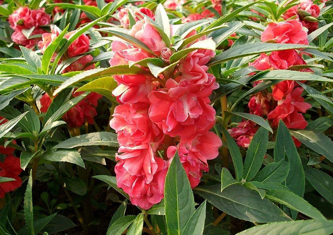 播种|7种“速生花”,现在丢土里,30天就长大,花香扑鼻真泼辣