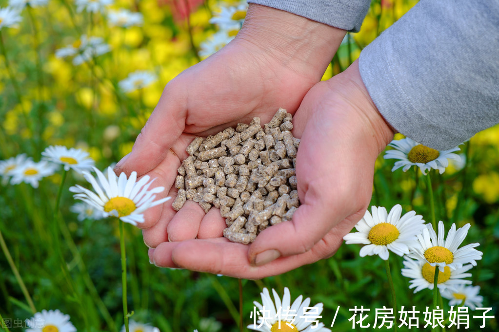 绿植|新手养花常犯的6大忌,占到4条以上就养不好花,不要犯这些错误