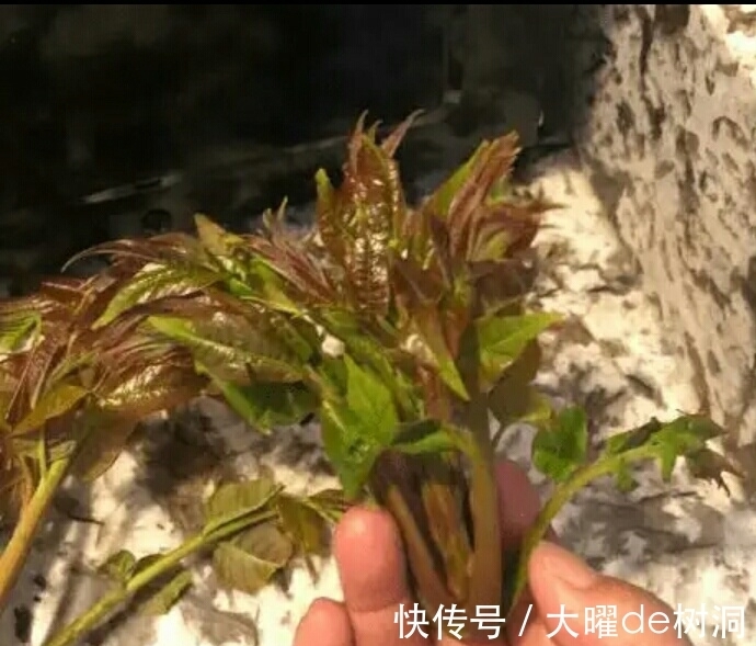 凤姐现在在美国的状况如何？网友：炫富加小奢侈？