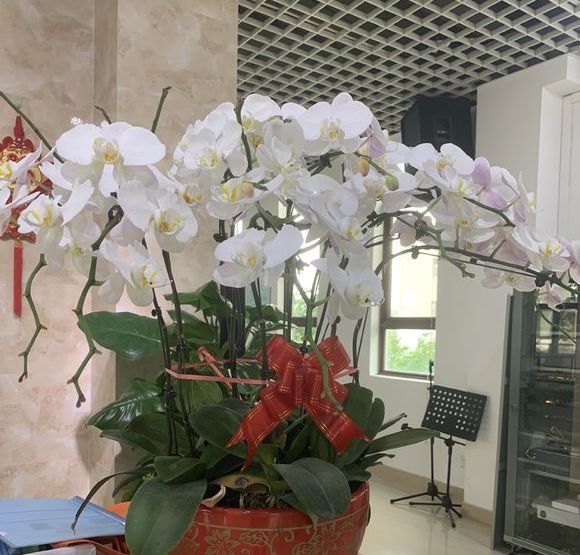 植株|夏季养花一浇水就死,一施肥就烂根重点在这里,促休眠3点措施