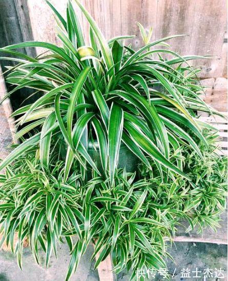 4种花爱开花，阳台养几盆，一次开放100朵，开花“红又旺”