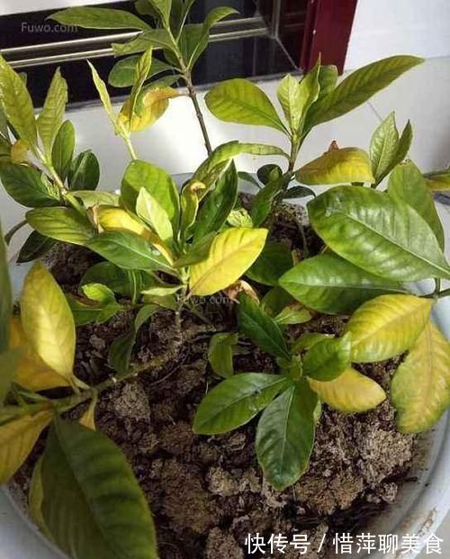 盆栽|养花总是黄叶,那是忽略了这3处“细节”,后悔刚知道