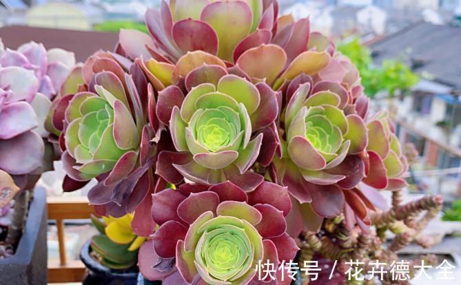 降温养多肉？一点不用怕，越冷越美出状态，长得还快