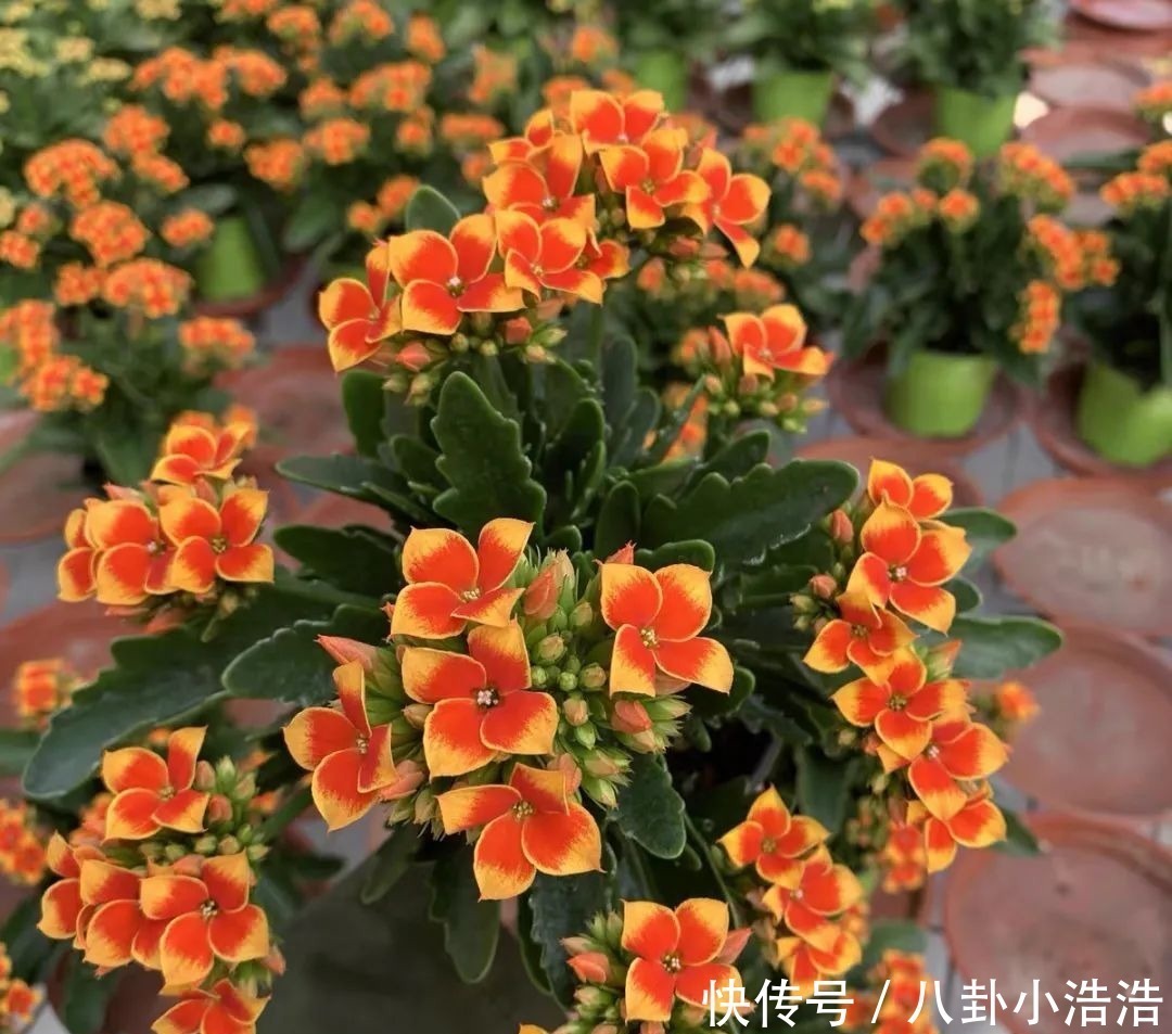 花期|45种长寿花，个个都是高颜值，家里养几盆，美得移不开眼