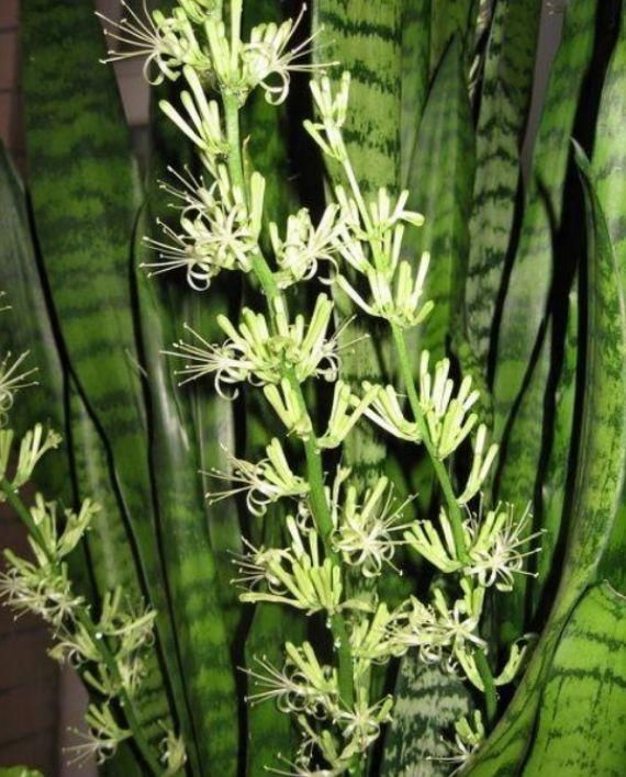 肥料|养虎皮兰,打开它的“小开关”,新芽直往外窜,1盆变10盆