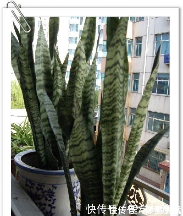 栽植虎皮兰,土壤里加点“它”,叶片碧绿旺盛,一年长高30cm!