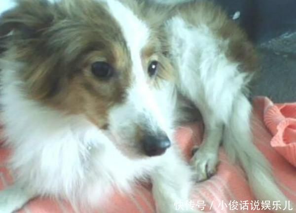狗狗得了软骨病怎么治疗 推荐治疗狗狗软骨病的药 快资讯 狗狗得了软骨病怎么治疗 推荐治疗狗狗软骨病的药 快资讯