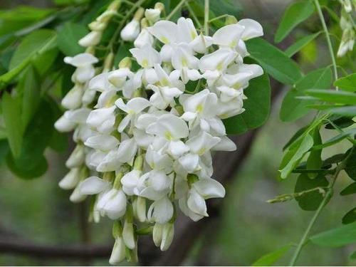 实不相瞒比消炎药还管用的4种野菜是它们,小炎症不用跑医院了