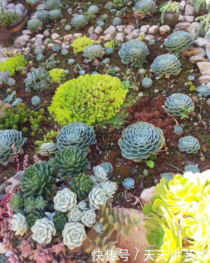 爸妈不在家,我在院子里疯狂种多肉,倍儿爽