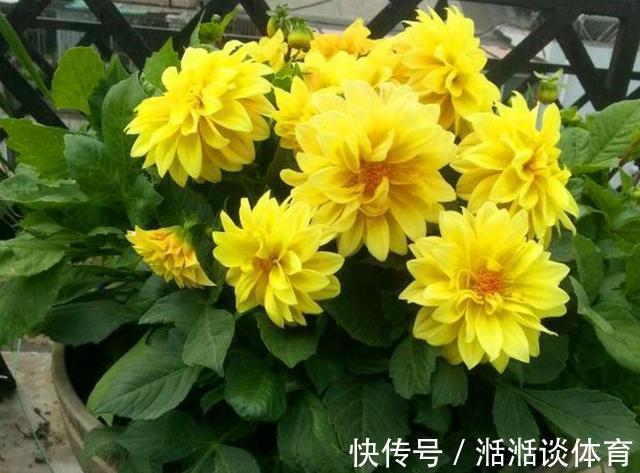 大丽花|石竹花、大丽花、仙客来、飘香藤，冬日养殖，砰砰开花