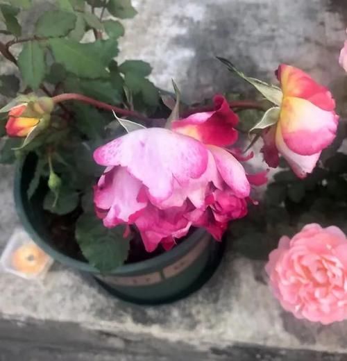 月季花开的不精神，植株突然萎蔫？都是因为没做好这一点！