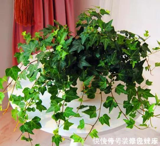 杀菌|卫生间没窗户？养此4种花，耐阴好活，关键：除臭、杀菌，空气好