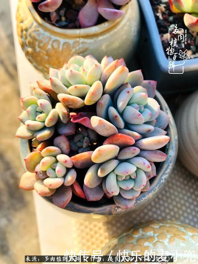 多肉,一位来自神奇大自然的良师益友!