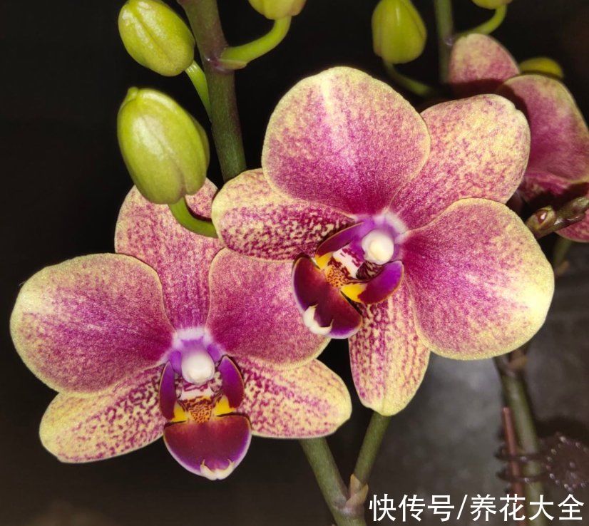 花卉|冬天养蝴蝶兰，要注意4“不能”，花朵能开3个月