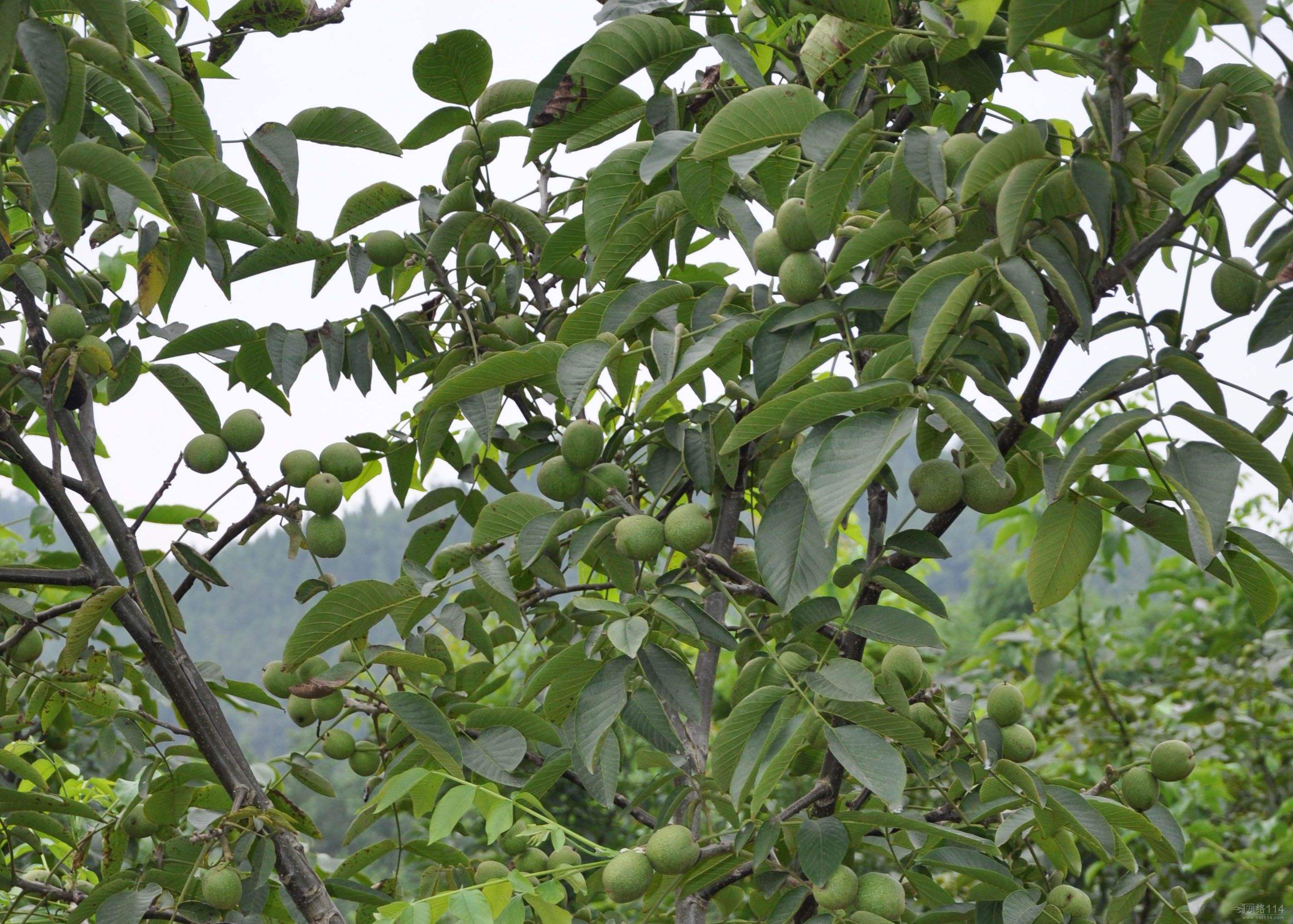 长寿果|“四大干果”之中的“万岁子”,你了解它除了补脑,还有什么功效