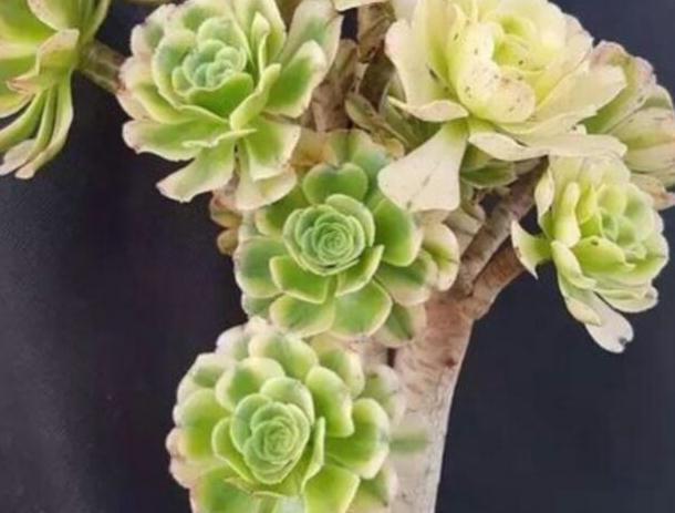 颗粒肥|多肉换盆土或移植时,土壤里需要再拌入肥料吗,答案来了