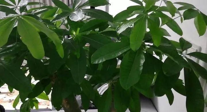 发财树,多施肥,多通风,俩月戳屋顶