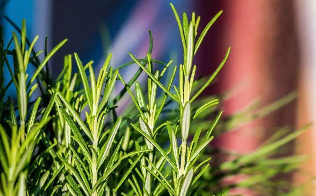 绿植|喜欢叶子有香味的花?5种芳香的绿植,比绿萝更好养更耐看