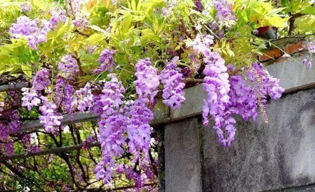 喜欢菊花,就养盆“绿牡丹”青柳,开花爆成花海,越看越美