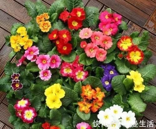 四种花适合放在客厅，长势好、花色艳，雍容华贵，养护简单！