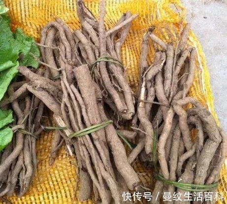 叶子像芋头，被人们称为“白草根”的野草，在老中医眼里是宝！