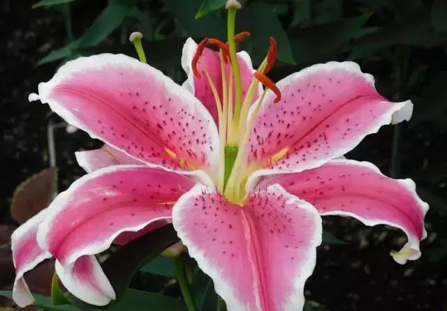 黄桷兰|适合家里养的十种带有香味的花,你家里有吗?