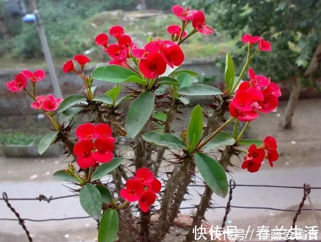 养殖|有这些“特征”的人不适合养花,一般养一盆死一盆