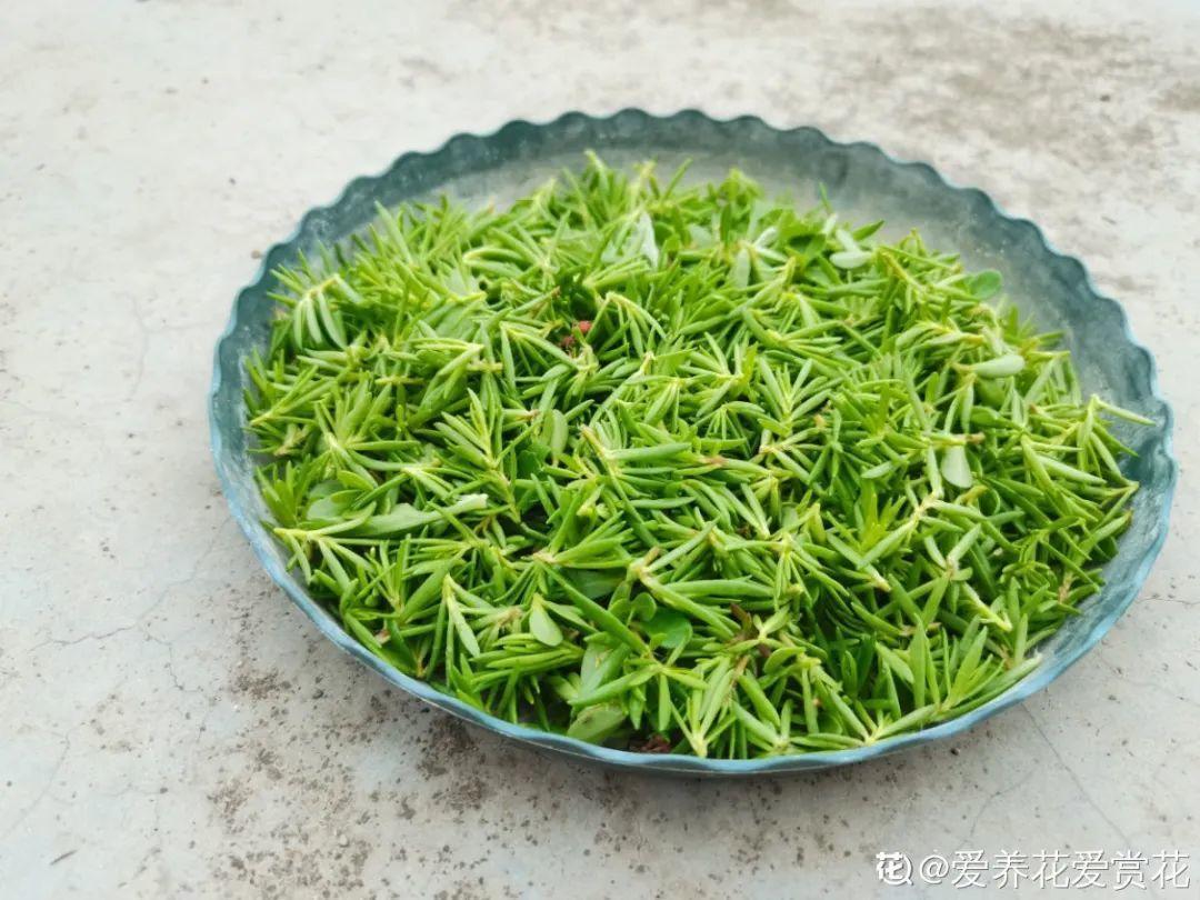 10种“养不死”的花,绿萝只能排最后一名,养死3种以上的举手