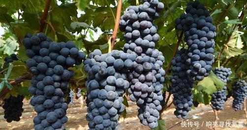 葡萄|葡萄中的贵族—夏黑葡萄,像果冻一样吸着吃