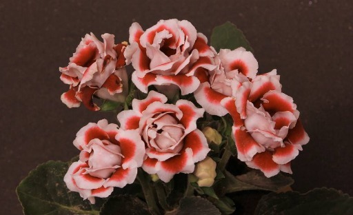 养盆大岩桐,养护记住以下3个小技巧,长得旺,轻松一盆变多盆