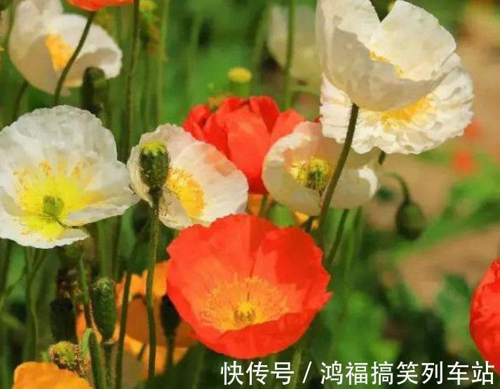 此款花卉便宜又好养,丢到阳台,四季有花开,冻不死晒不死