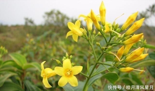 红花|全株有毒却成“网红花”,商家告诉你它多漂亮,却不说毒性有多强