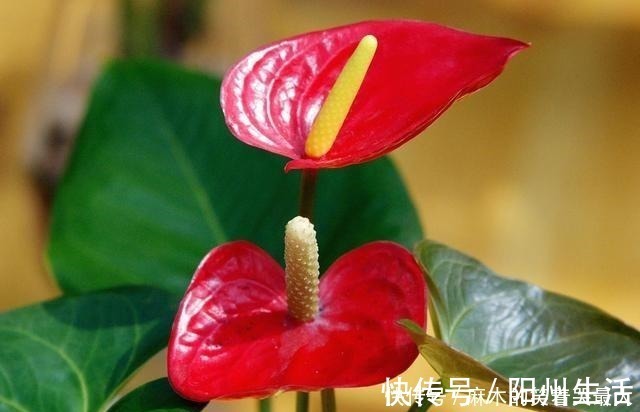 耐阴花|适合冬天养的8种耐阴花,没有直射光,也能有花赏!