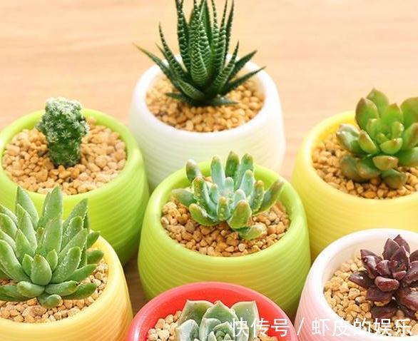 喜欢养多肉，遇到3种情况必须换盆，不然只能等死了