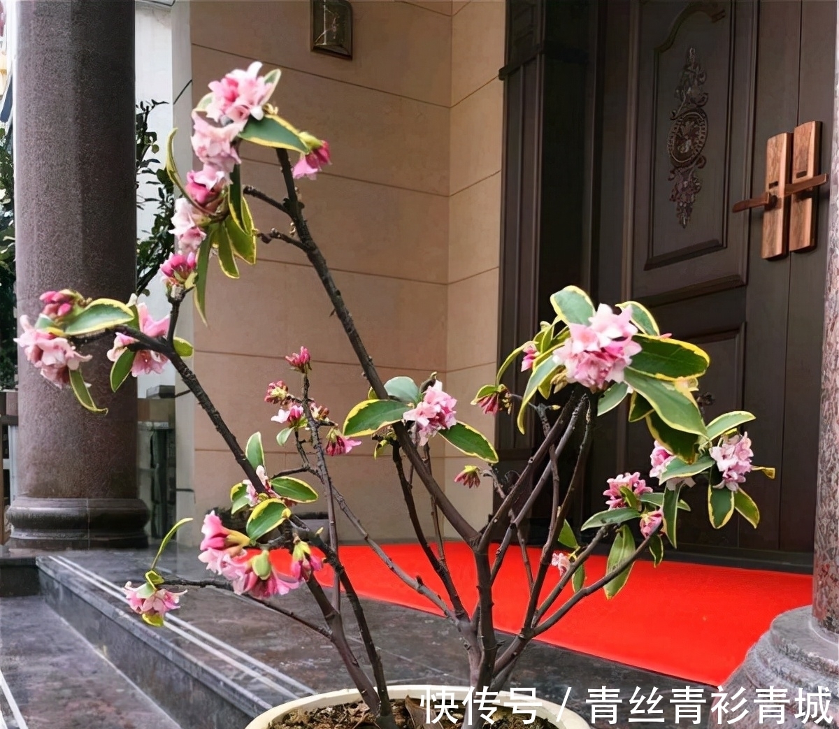 金边瑞香“越冷”开花越香浓，冬天做好4件事，满盆都是吉祥花