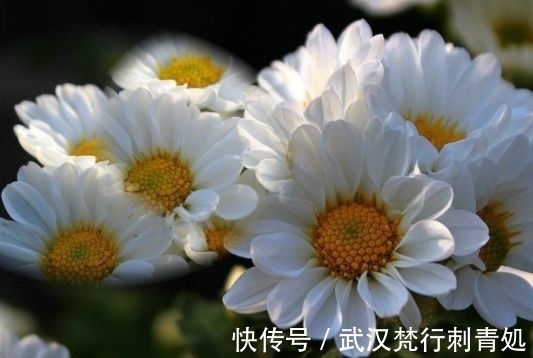 小雪后,养什么花?以下3种“幸福花”,寓意心怀感恩一生幸福