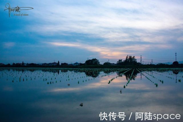 珍珠蚌|余杭的北湖草荡不过如此，还没有它旁边的一口池塘好看