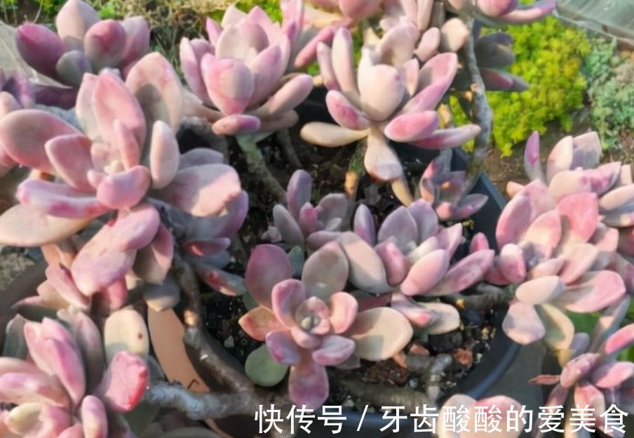 土壤|初冬养多肉,有这4款别急着往屋里搬,冻一冻,茎叶更肥美