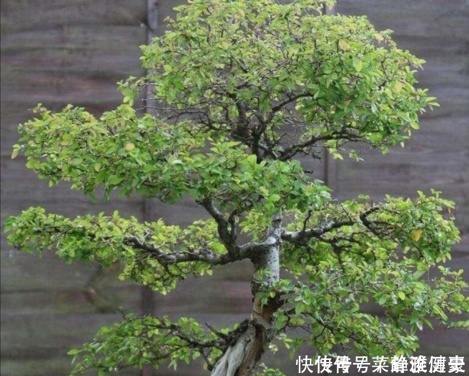 榆树|野外5种常见的树，制作成盆景，美观大方，观赏价值高
