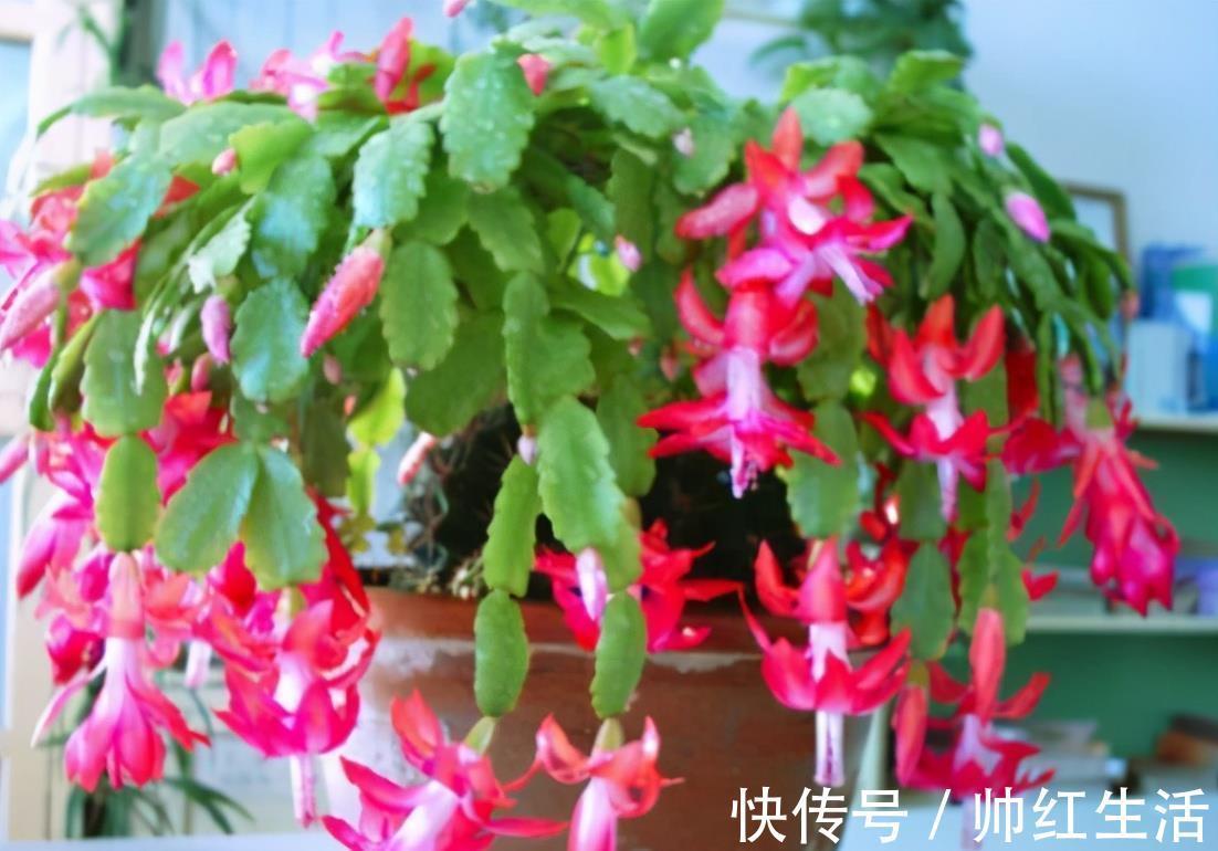 蟹爪兰|蟹爪兰掉叶子?2个“原因”解决好,叶子肥厚,度夏无压力