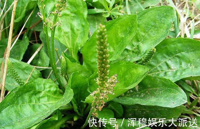 用车前草|失眠难入睡,莫慌!用此物泡水喝,补脑抗衰,远离失眠烦恼,祛湿