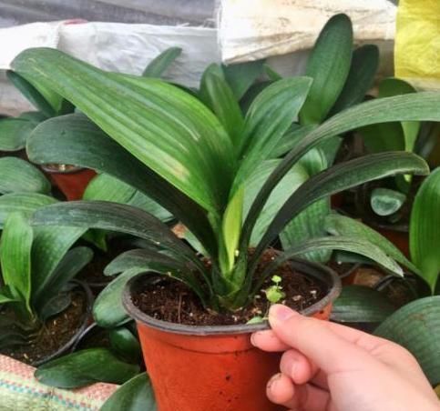 养花最厉害的营养液,原来是它,花用了叶片油亮猛长根