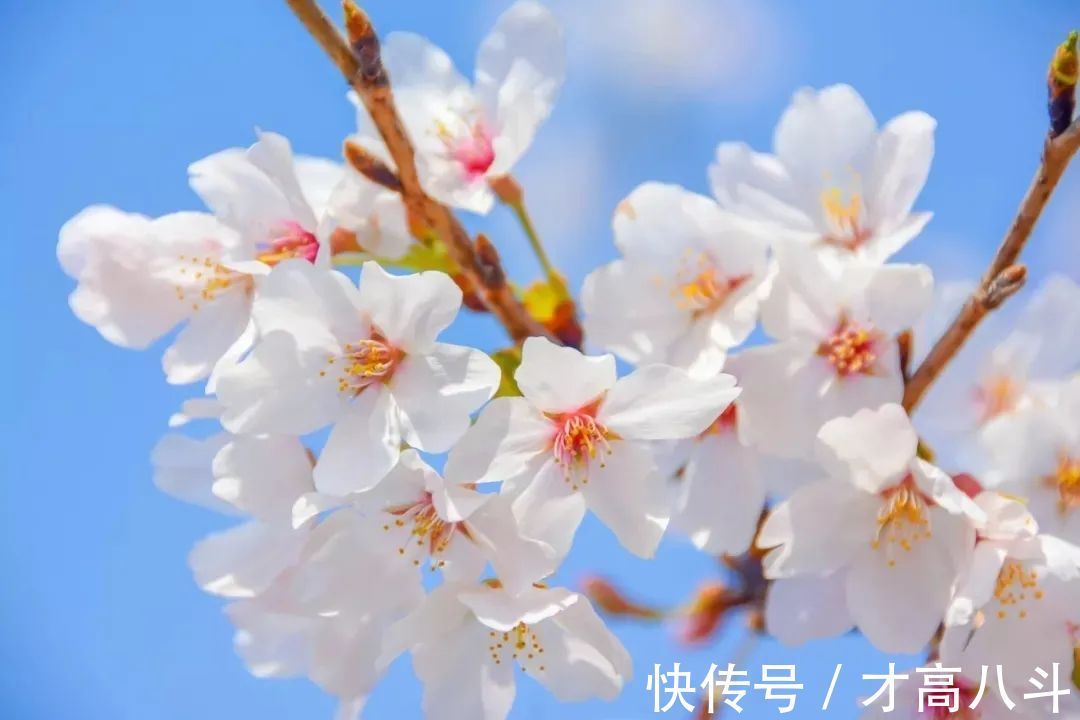 江月@100首春天唯美古诗词(值得收藏)