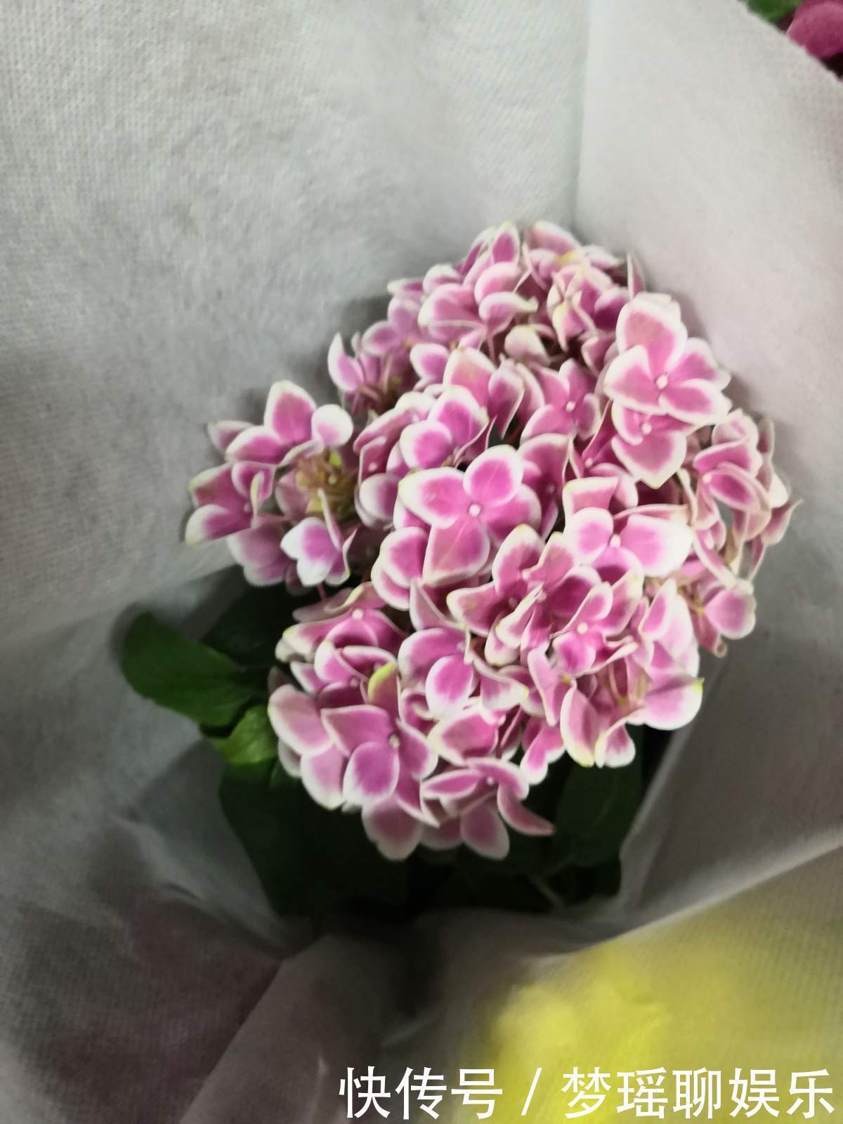 养绣球花不难,掌握6个要点,花球又大又鲜艳!