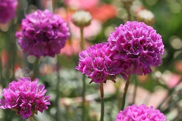 此花花色艳丽,小巧而玲珑的花瓣繁茂紧簇,代表着团结与和睦