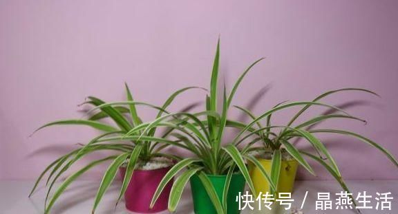 家中绿植总黄叶注意避开这些摆放“雷区”